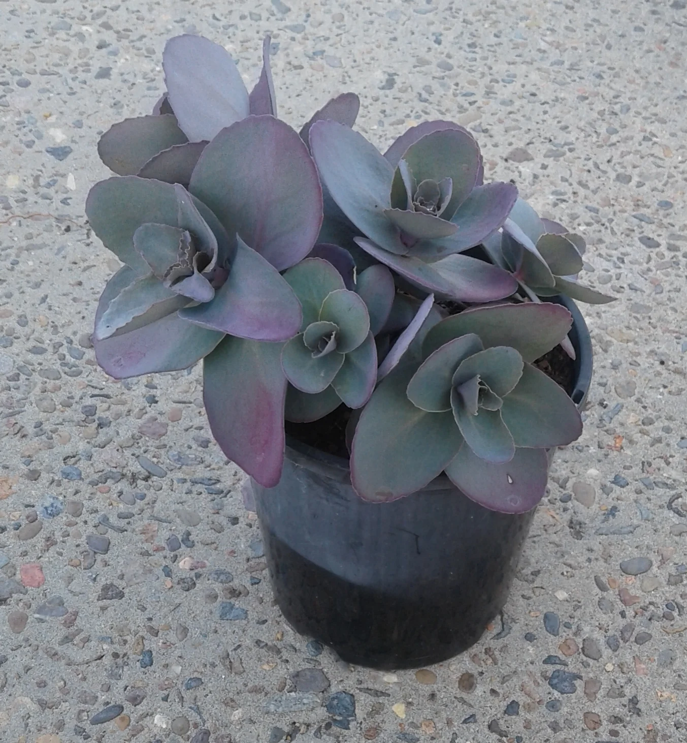 SEDUM XENOX