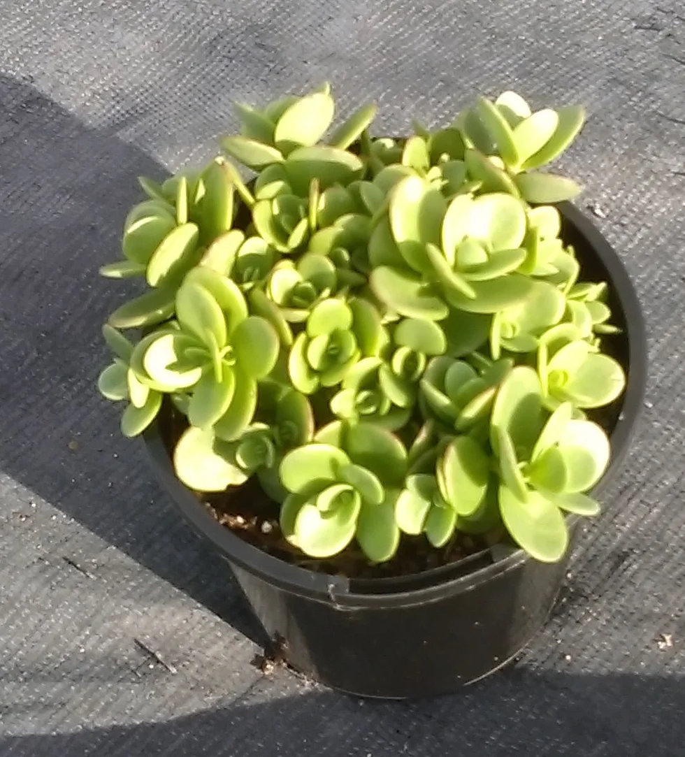 SEDUM LIME ZINGER