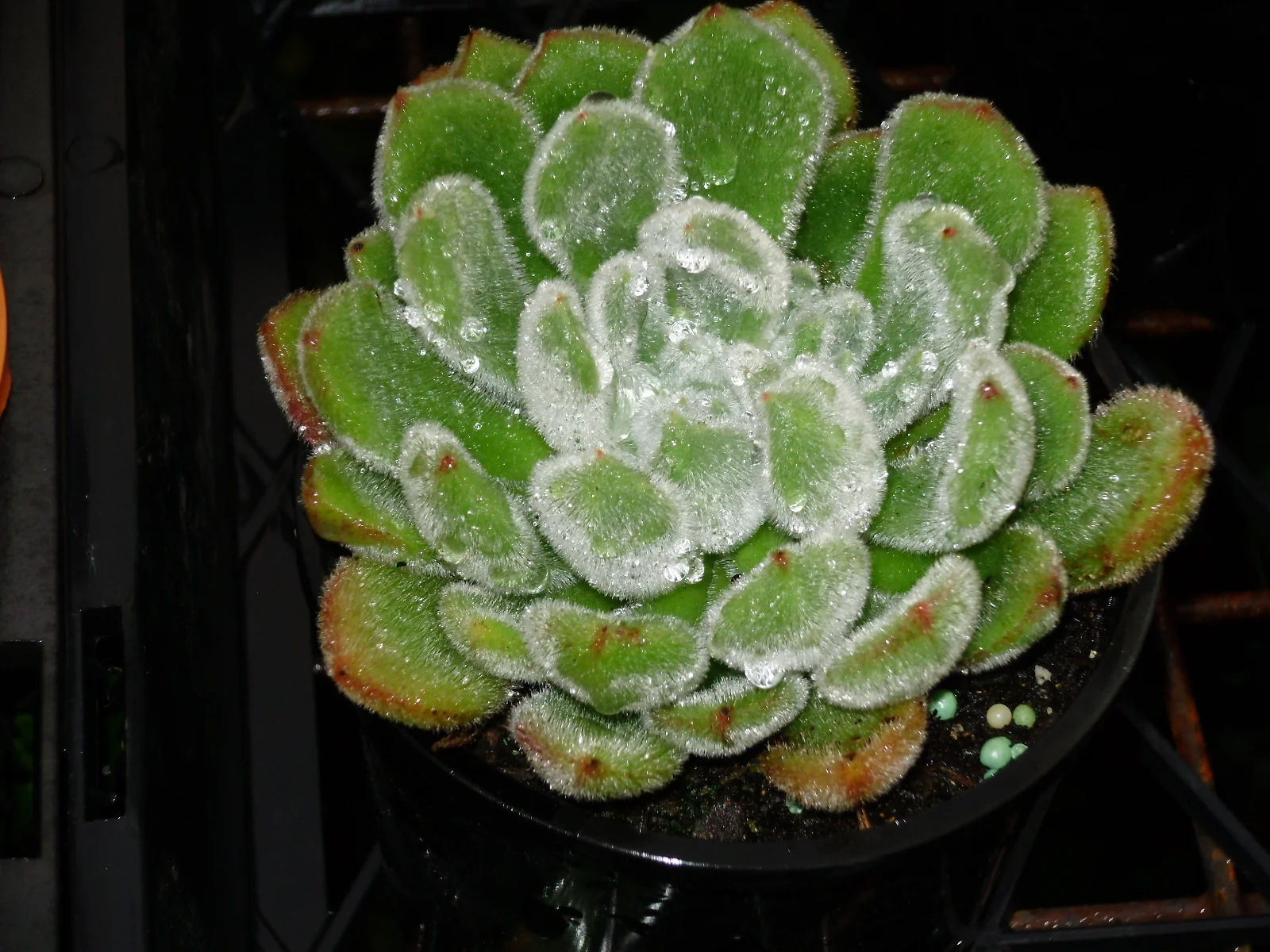 ECHEVERIA SETOSA