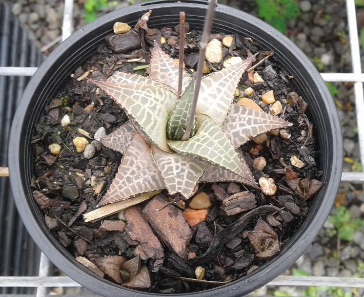 HOWORTHIA TESSELATA