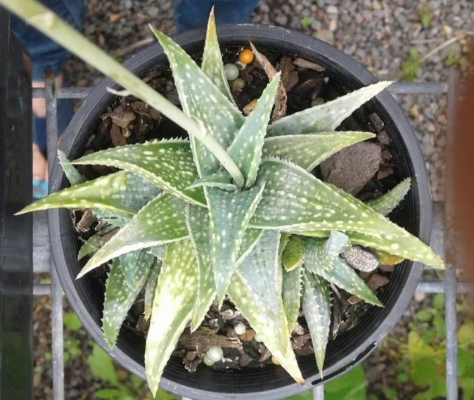 ALOE PANDRA