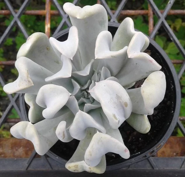 ECHEVERIA TOPSY TURVY