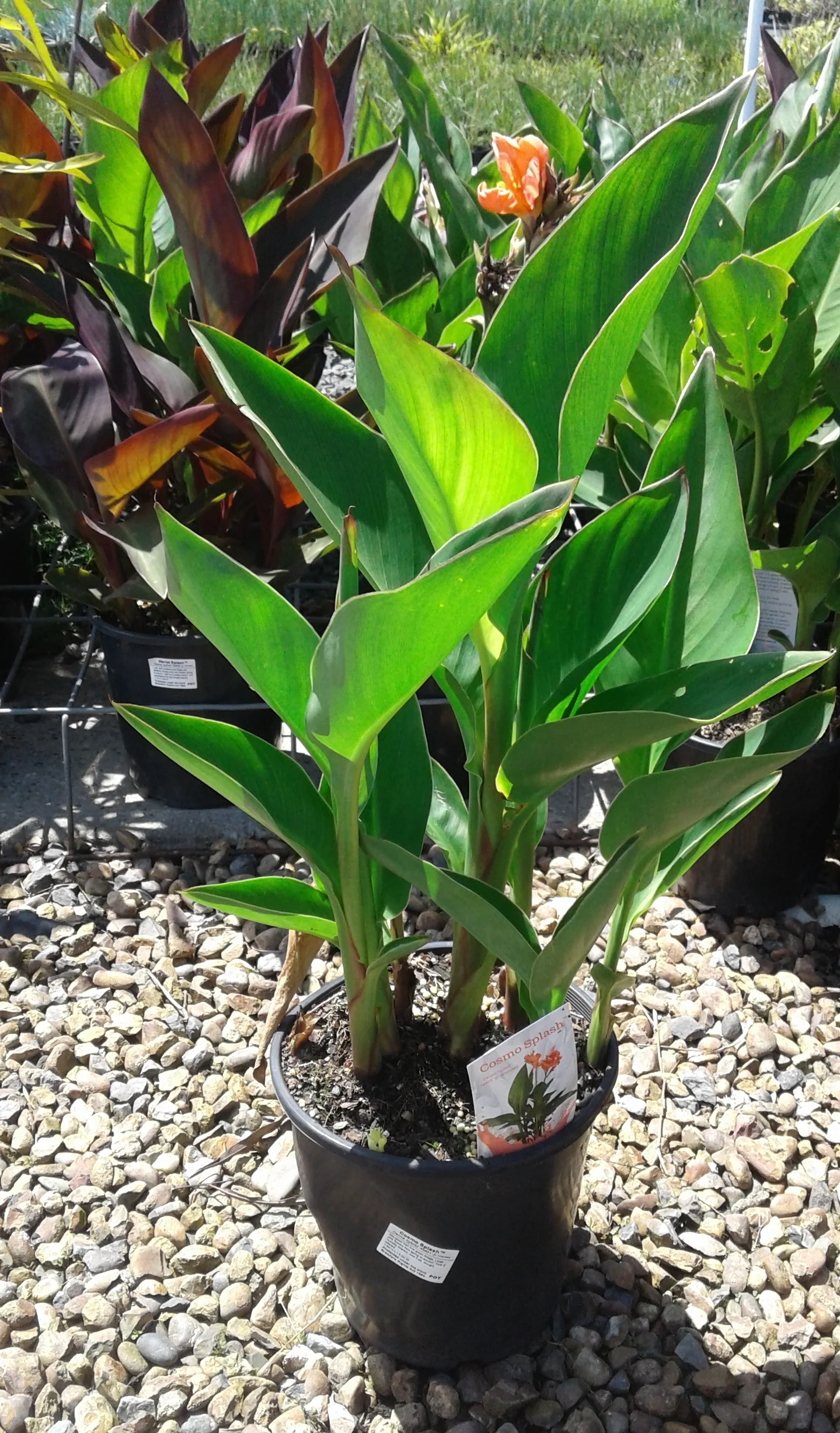 CANNA COSMOS SPLASH PBR