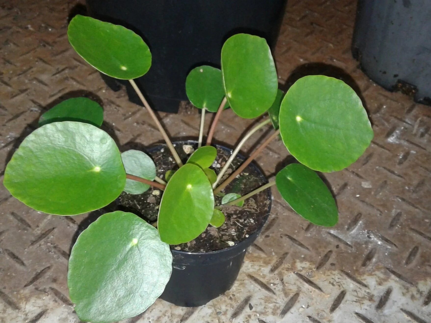 PILEA PEPEROMOIDES