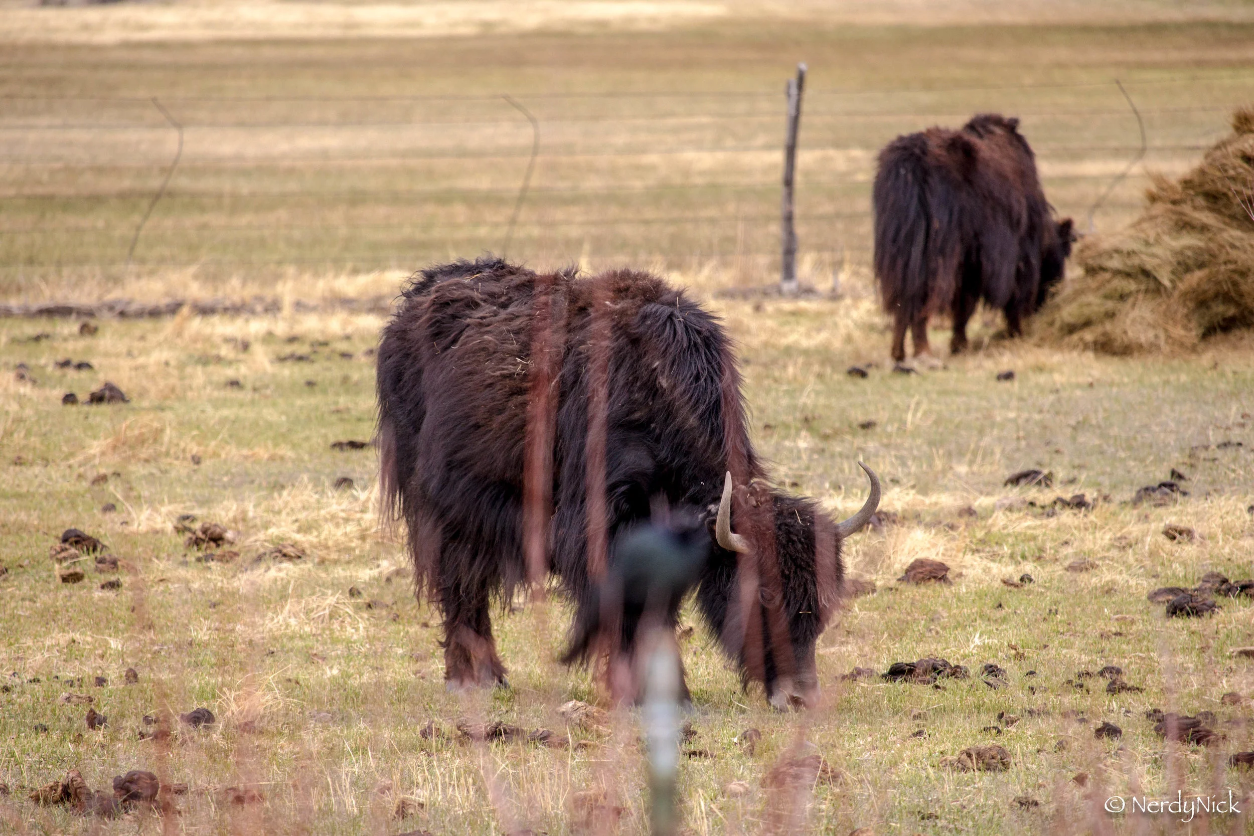 The Yaks of San Luis Valley