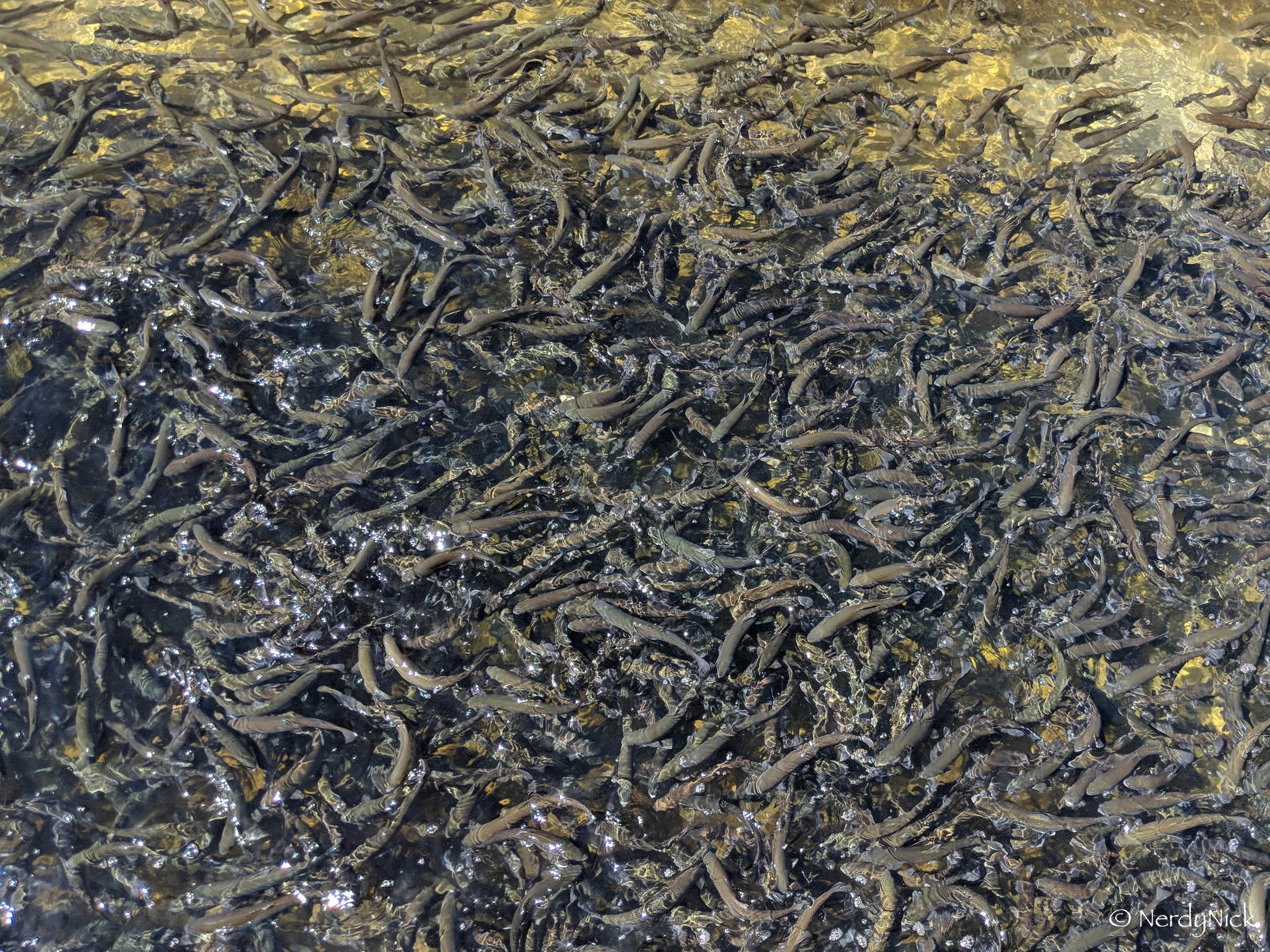 Spawning ponds for the Colorado Division of Wildlife