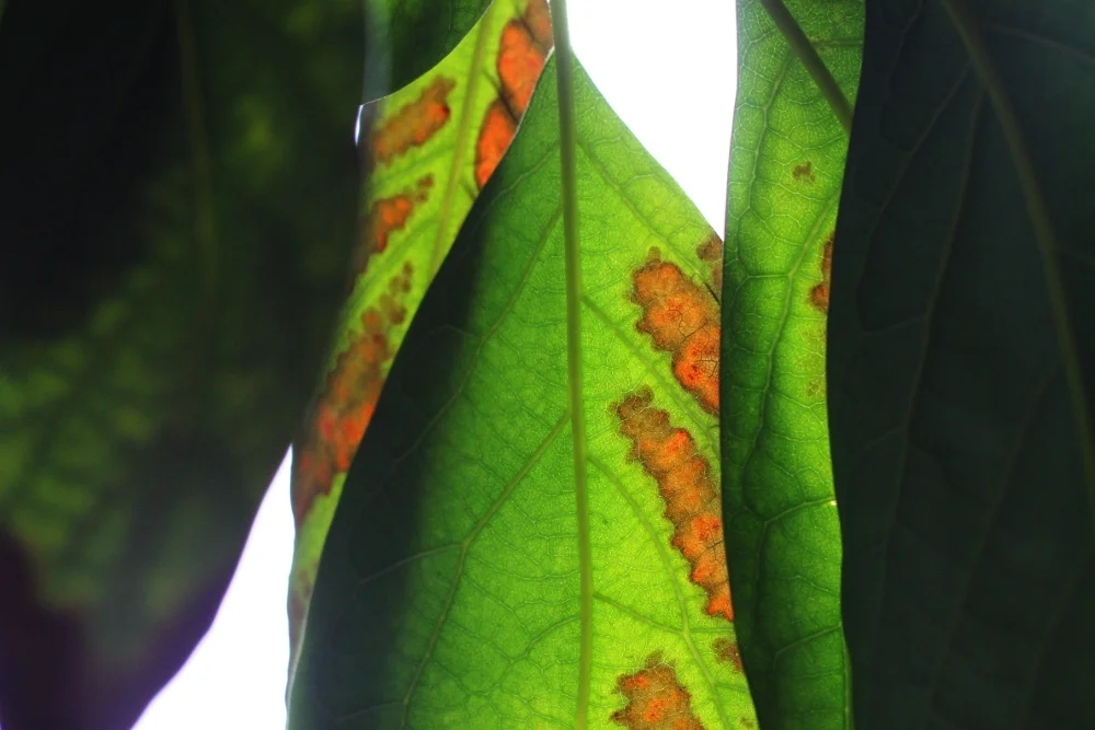 Feel Your Pain and Set It Free