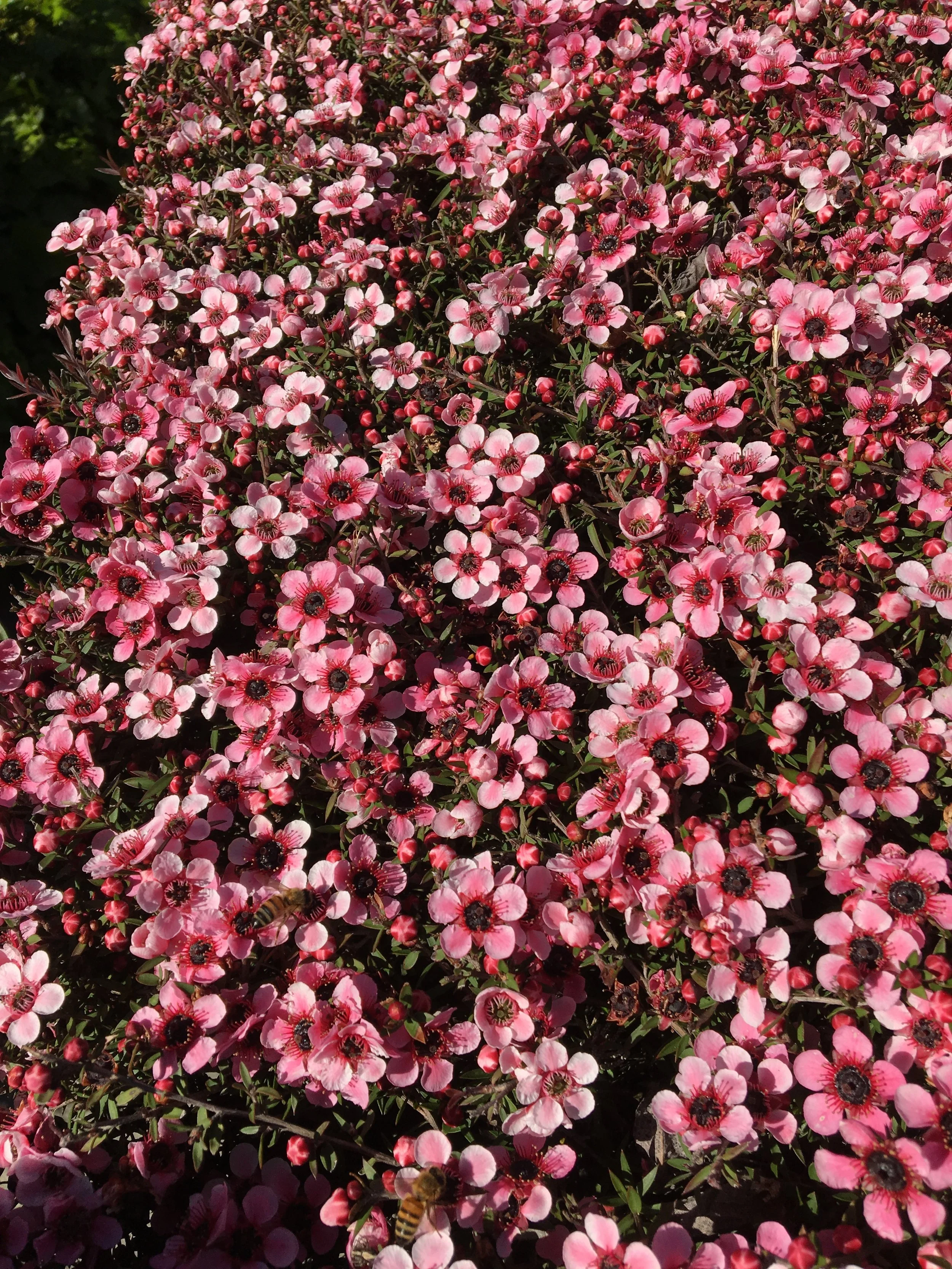 Prayer to Remove Fear