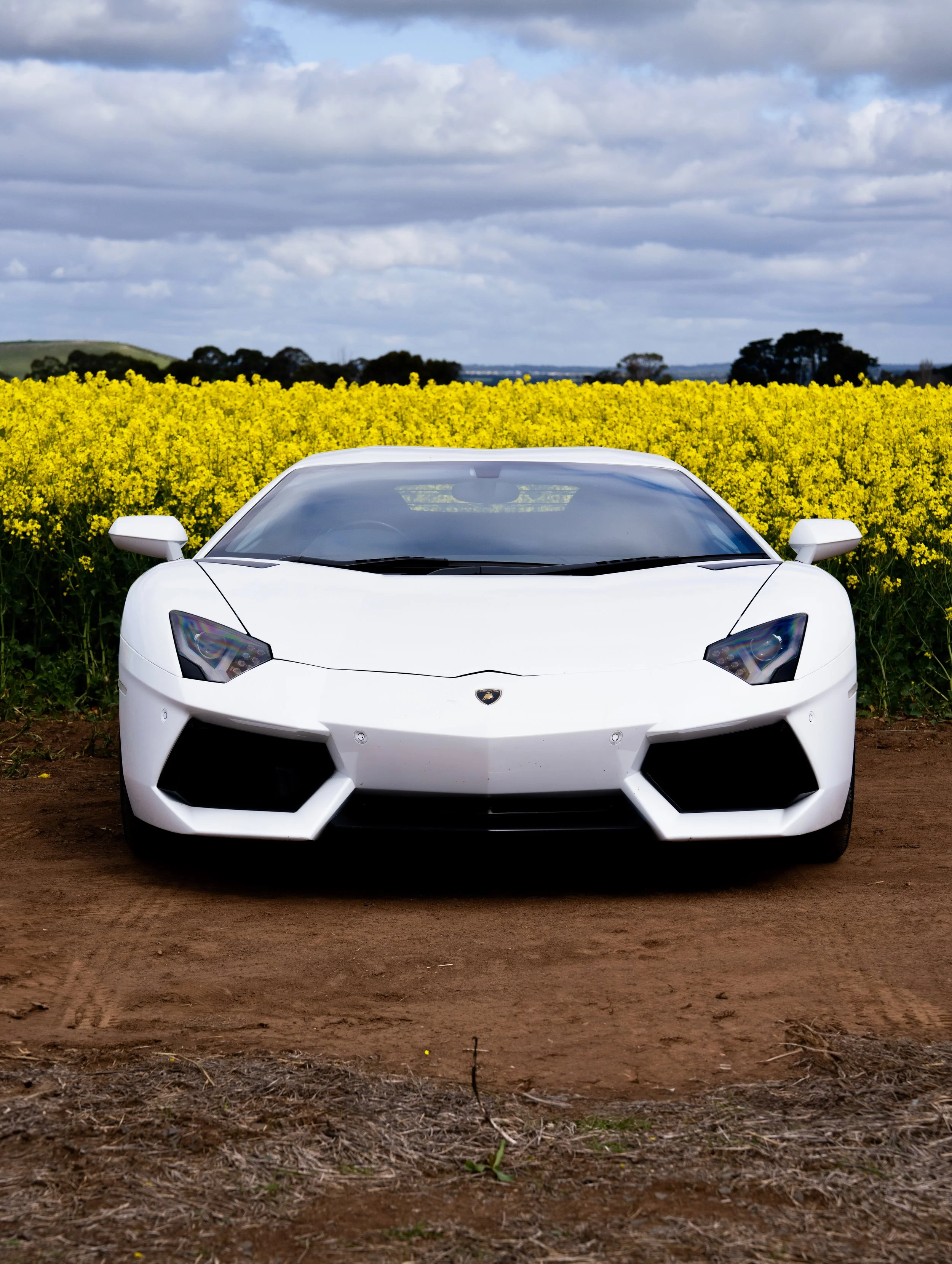 A white Lamborghini sports car parked on dirt in front of a yellow flower field with a cloudy sky above.