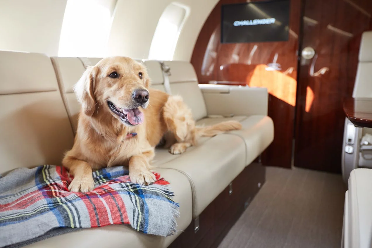Inside the Pampered World of Family Pets on Private Jets