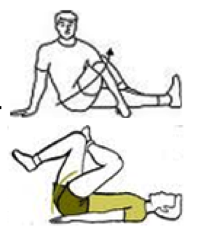 Gluteals.png