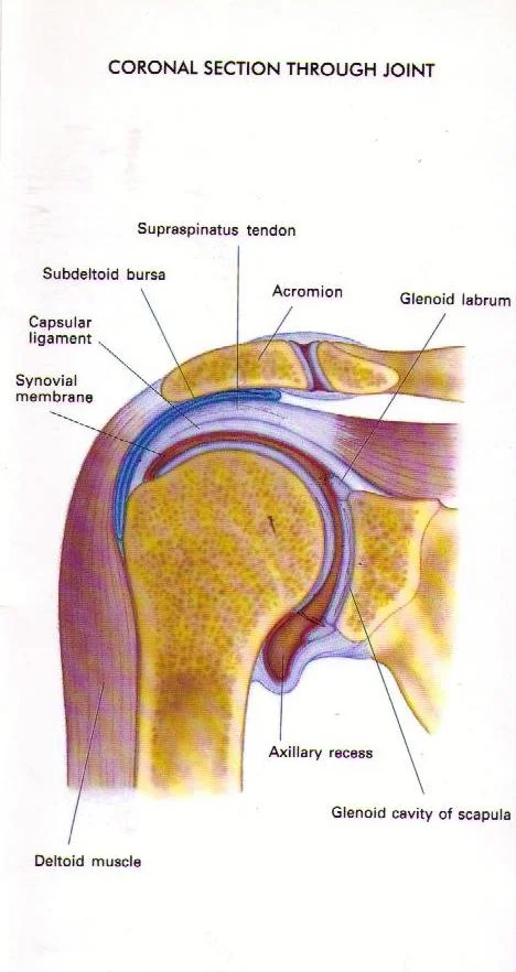 Shoulder-Coronal-Section-Through-Joint-Diagram.jpg