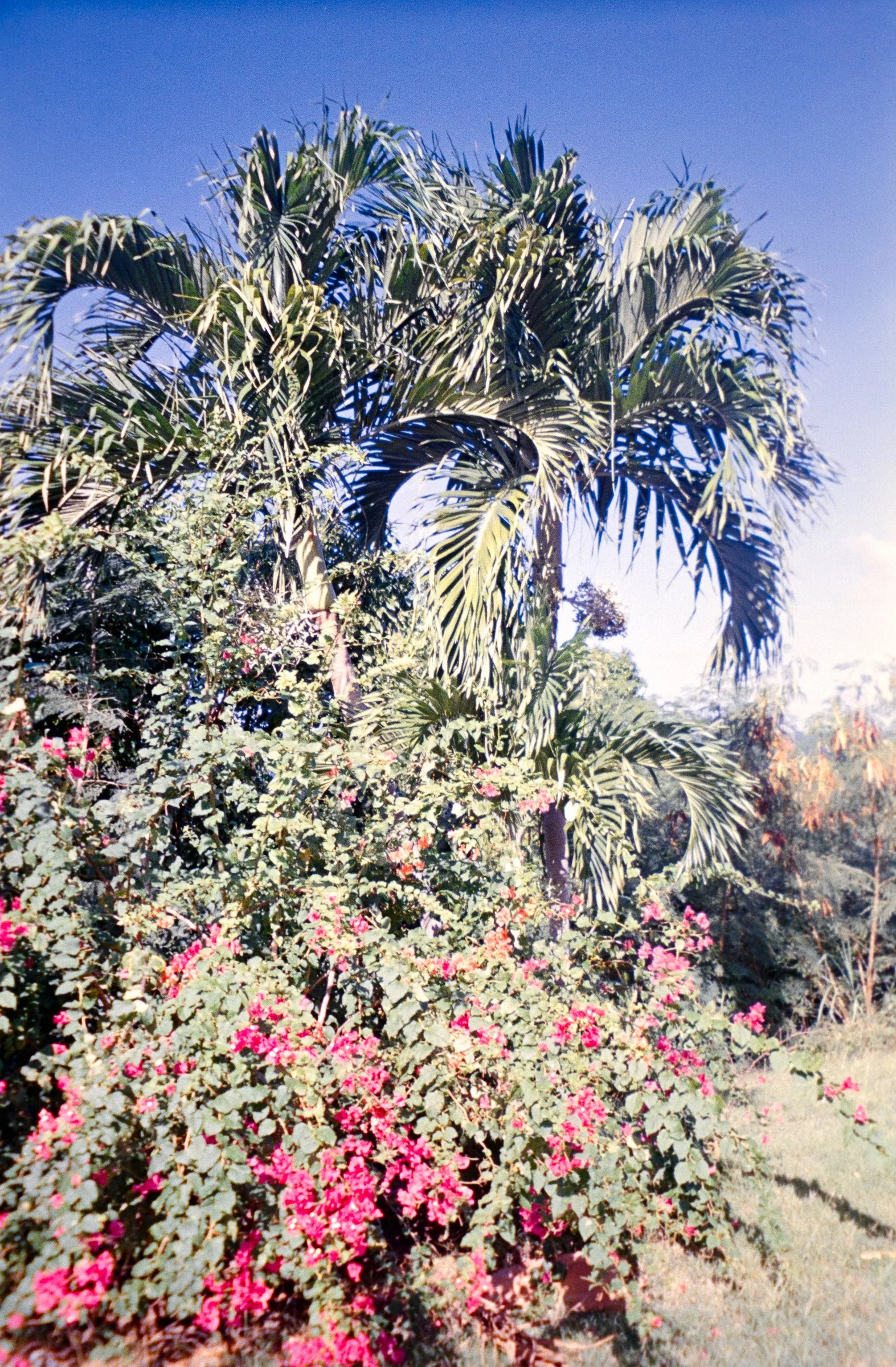 bouganvillea stx 2024.jpg