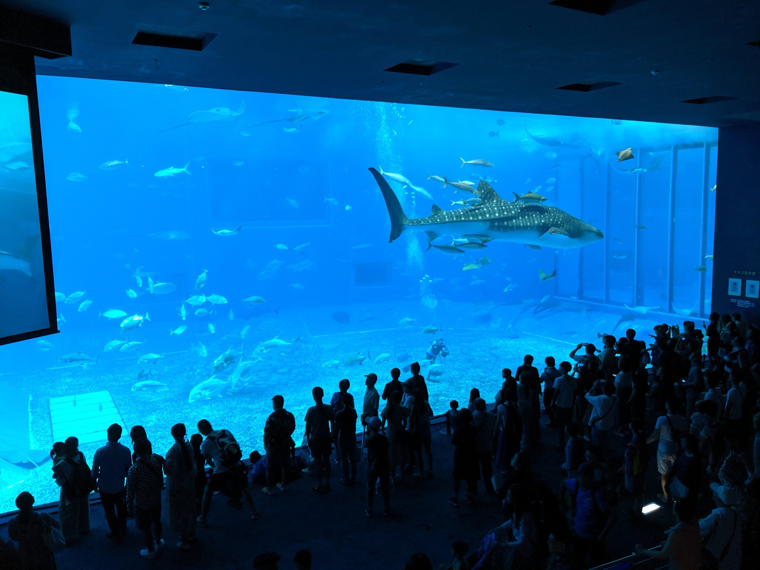 giantwhaleshark.jpg