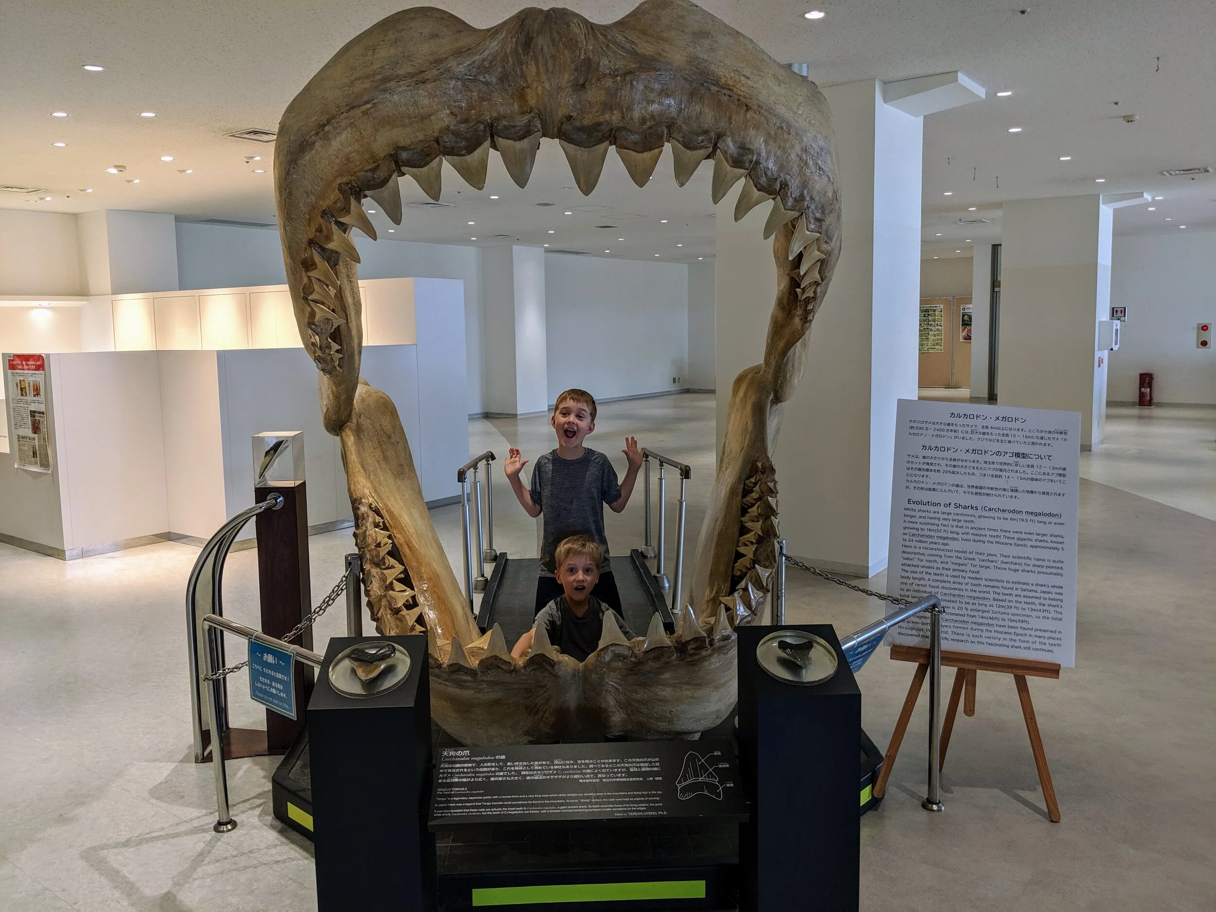 kidssharkteeth.jpg