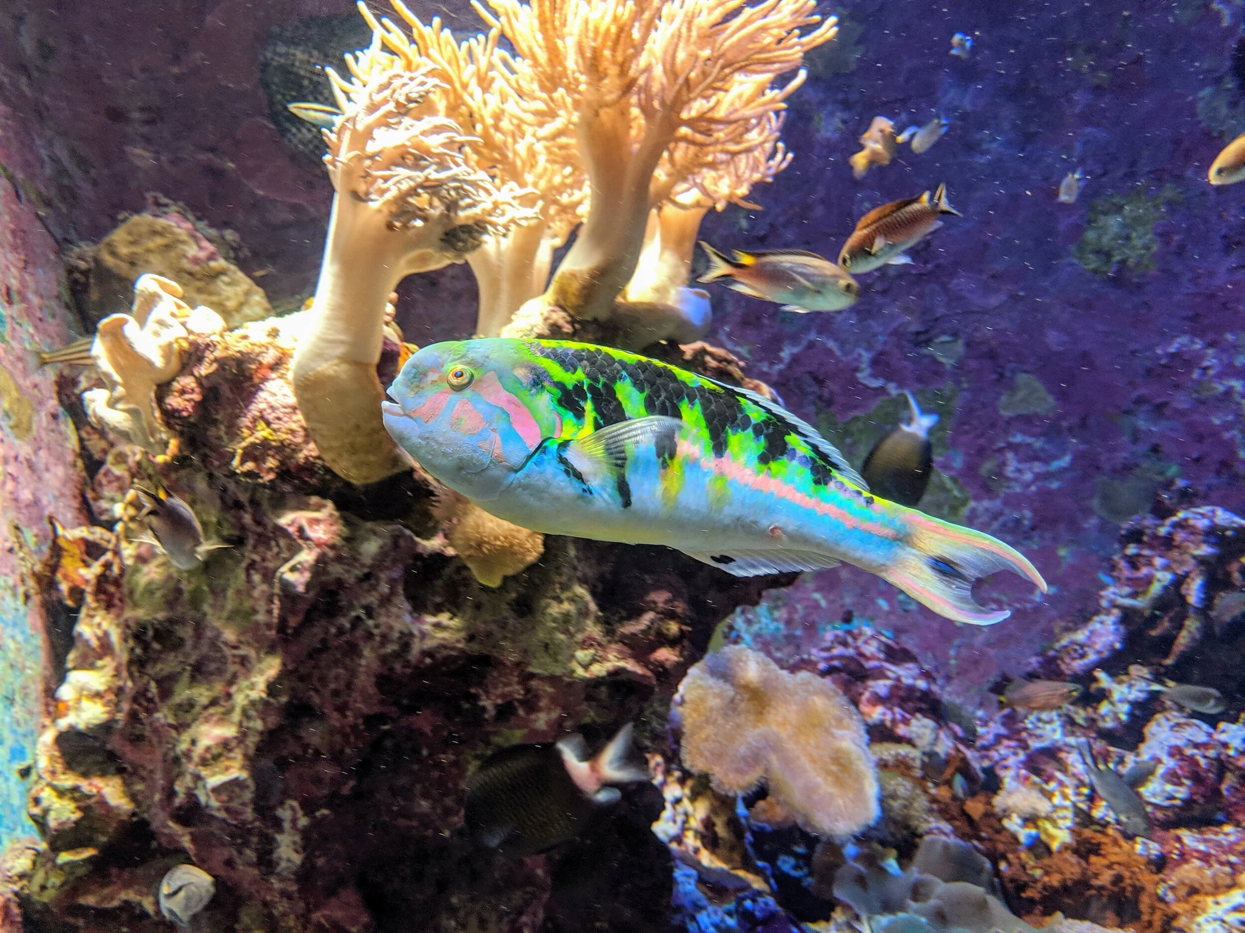 neonfish.jpg