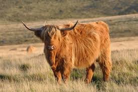 cow2.jpeg