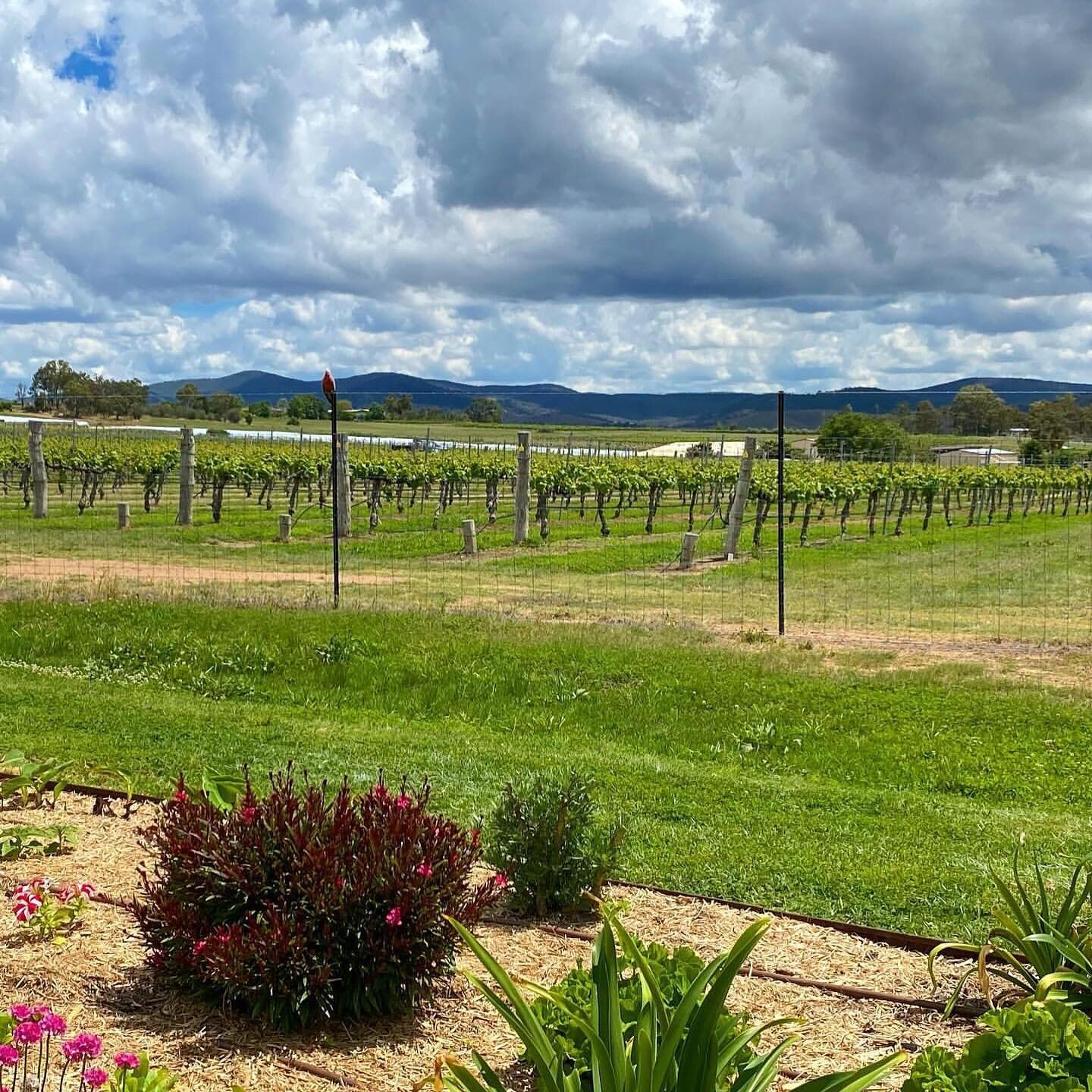 Repost &bull; @jwmpix Tobin Wines, Granite Belt, Stanthorpe. 
#granitebeltwinecountry #granitebelt #winecountry #ballandean #thisisqueensland #visitaustralia