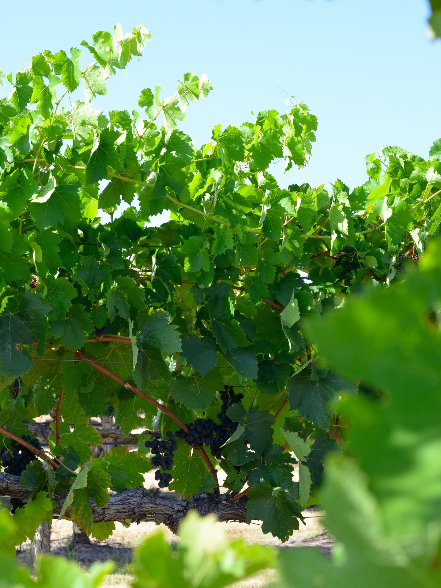 One row, we&rsquo;re tasting the reds. Waiting. Watching.
Sugars climbing. Flavours deepening.

The next row &mdash; Chardonnay is flying into bins, pickers moving with rhythm and purpose. Presses turning. Forklifts humming. Hands stained. Boots dust