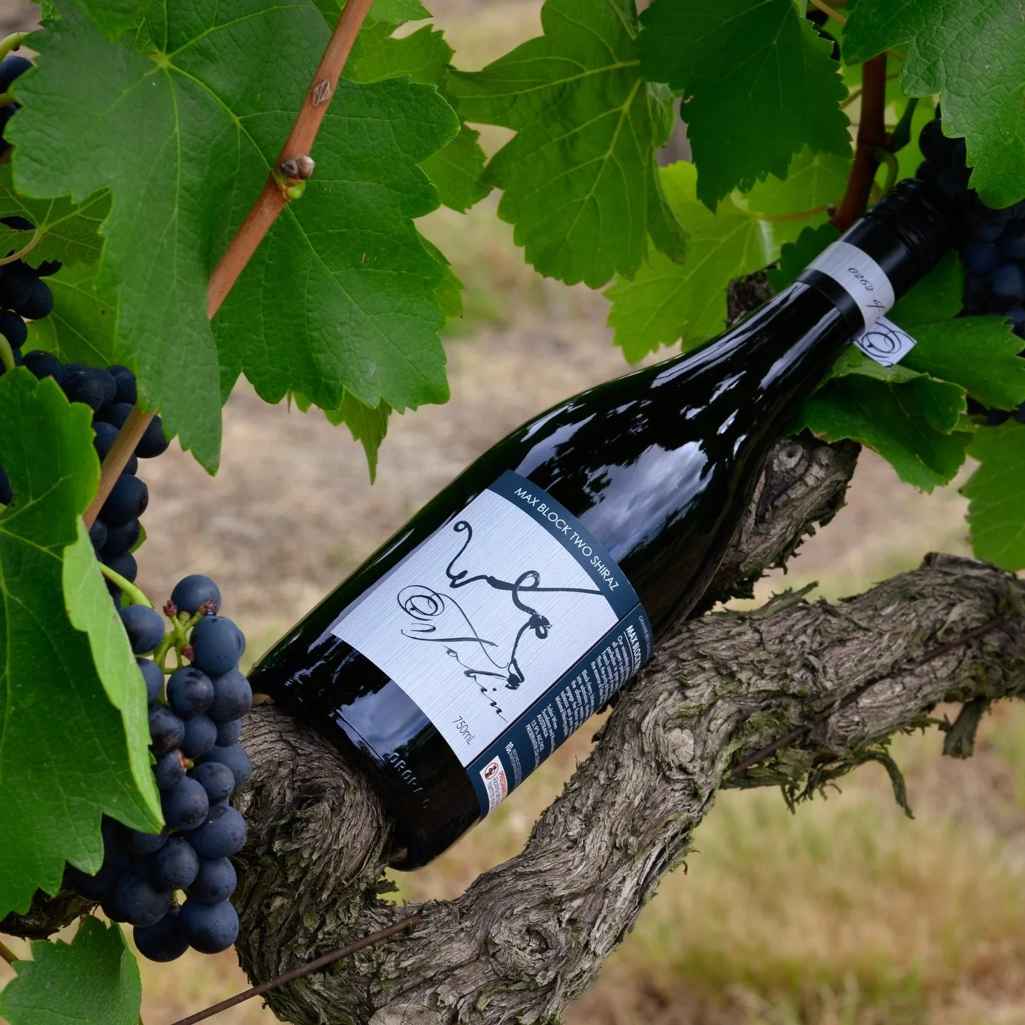 Max Block 2 Shiraz &mdash; from vine to glass.

Ripe blueberry and dark berry aromas rise gently from the glass, layered with star anise and warm spice. On the palate, silky tannins wrap around vibrant fruit, creating a textural balance that lingers 
