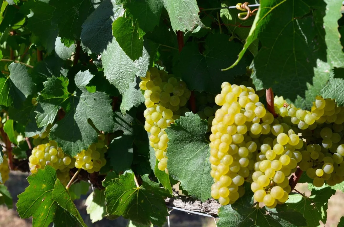 Lily Chardonnay &mdash; fresh from the vine.
Pure fruit, vibrant and alive &mdash; with a creamy texture that will soften beautifully over time.
Barrel fermented for quiet complexity, she opens with vanilla and cinnamon layered over crisp apple, rock