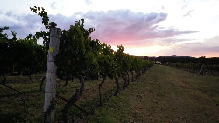 A season in the vines. A sunset to finish.

The last fruit has been picked and the vineyard finally takes a breath.

Now we pause &mdash; and thank the vines for another vintage. 🍇

#TobinWines #GraniteBeltWine #Harvest2026 #VineyardLife #WineCountr