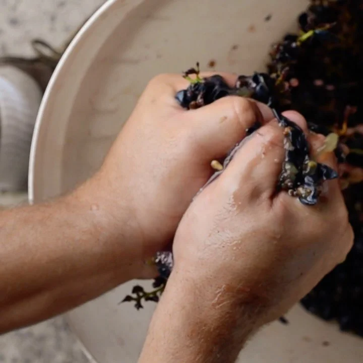 When do we pick? It starts with baum&eacute;.

A few weeks ago, Marley was out in the vineyard checking the Merlot and Tempranillo &mdash; tracking baum&eacute; as the fruit edged closer to harvest.

Baum&eacute; measures the sugar levels in the grap