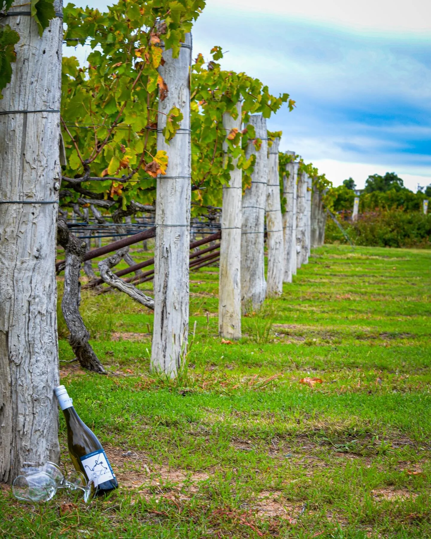 🍷 A vibrant new chapter for Tobin Wines.
 
Tobin Wines has always been more than a cellar door - it&rsquo;s a place built on passion, exceptional wine, deep roots in the Granite Belt, and the warm, welcoming spirit that Adrian Tobin, the Tobin famil