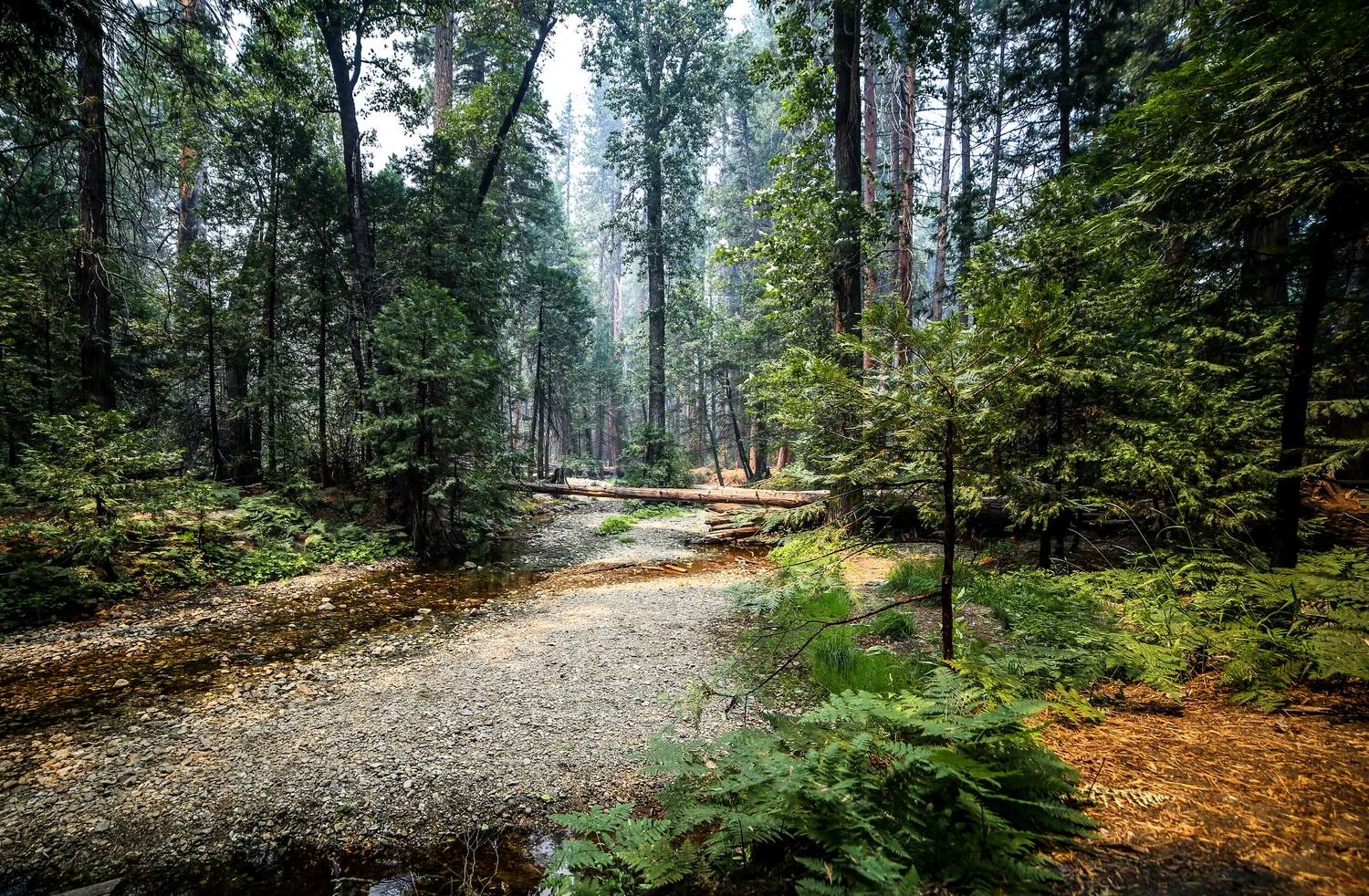 Peaceful forest creek