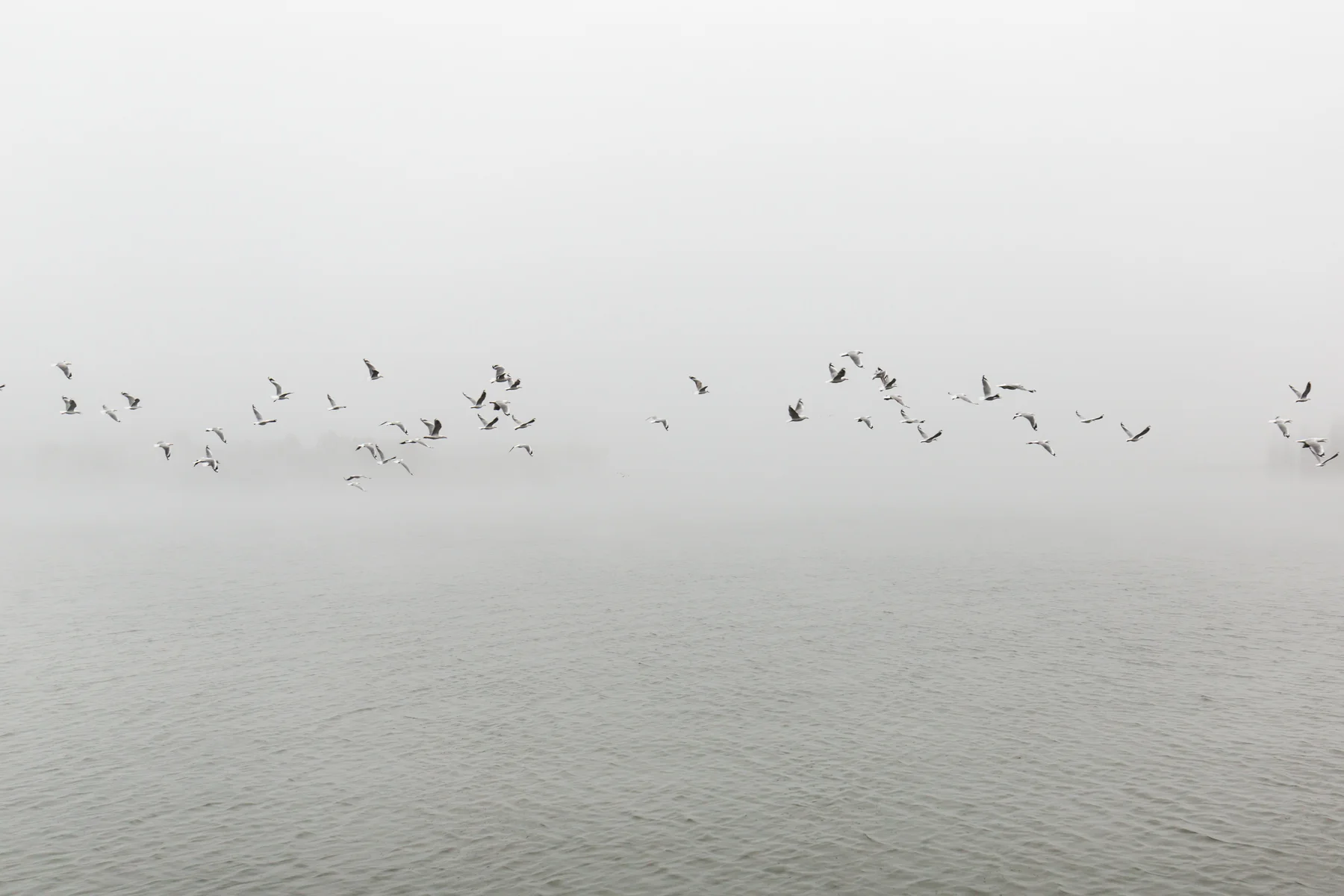 In Flight-1.jpg