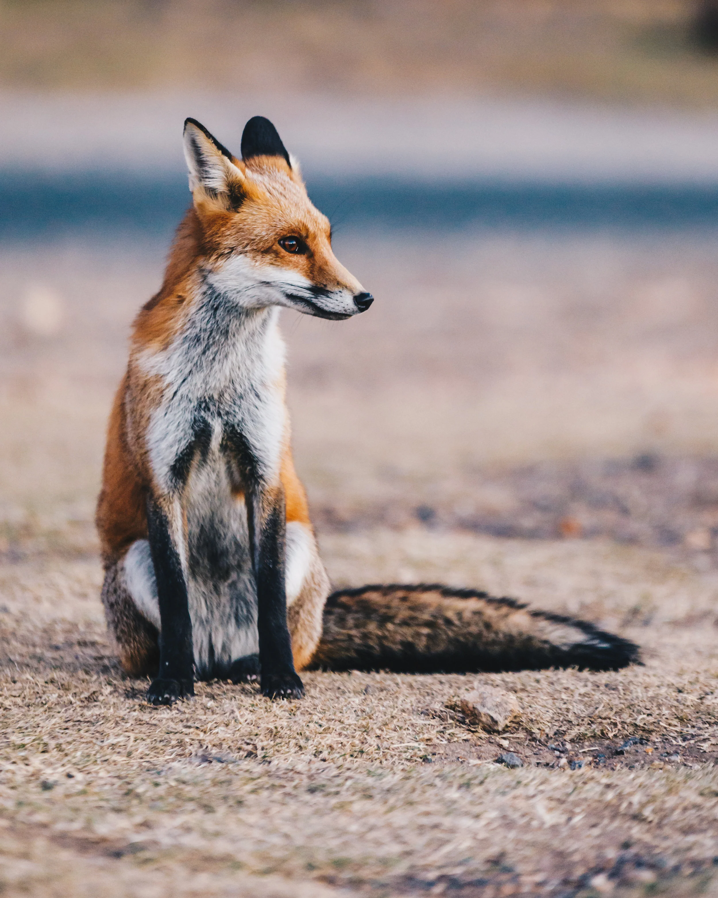 Fox2-1.jpg