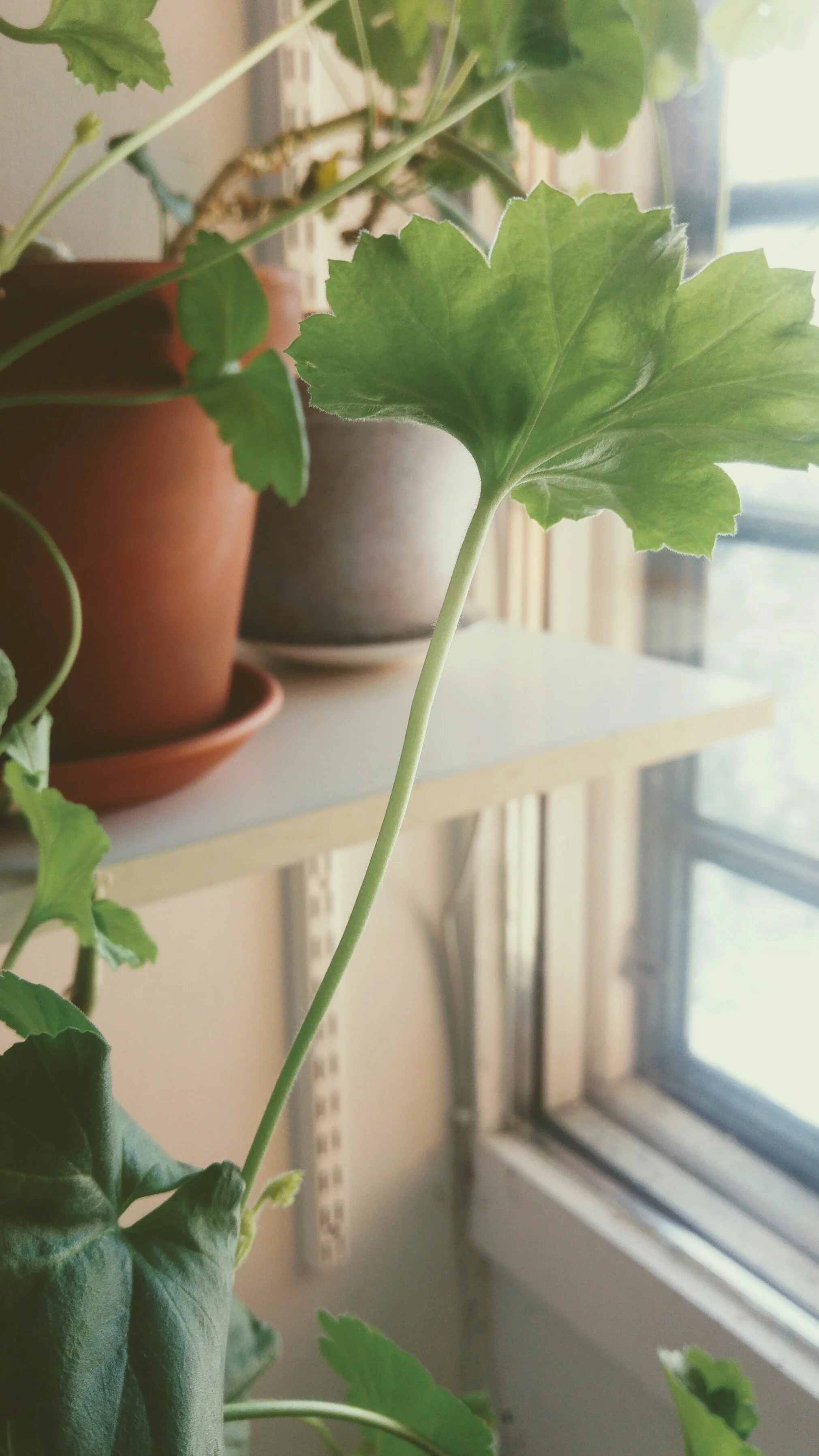 20180131_113447[1].jpg