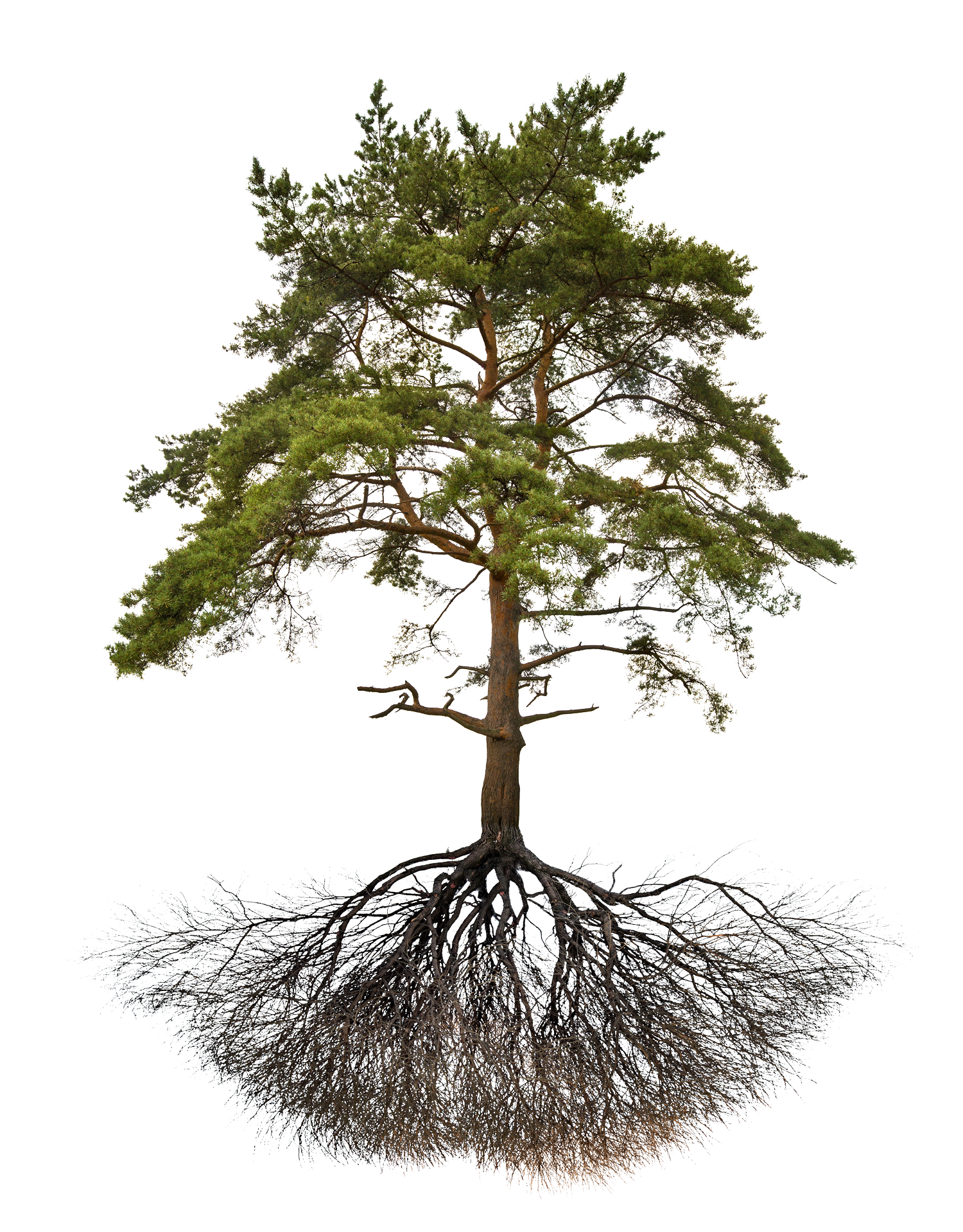 tree-with-roots-big2.png