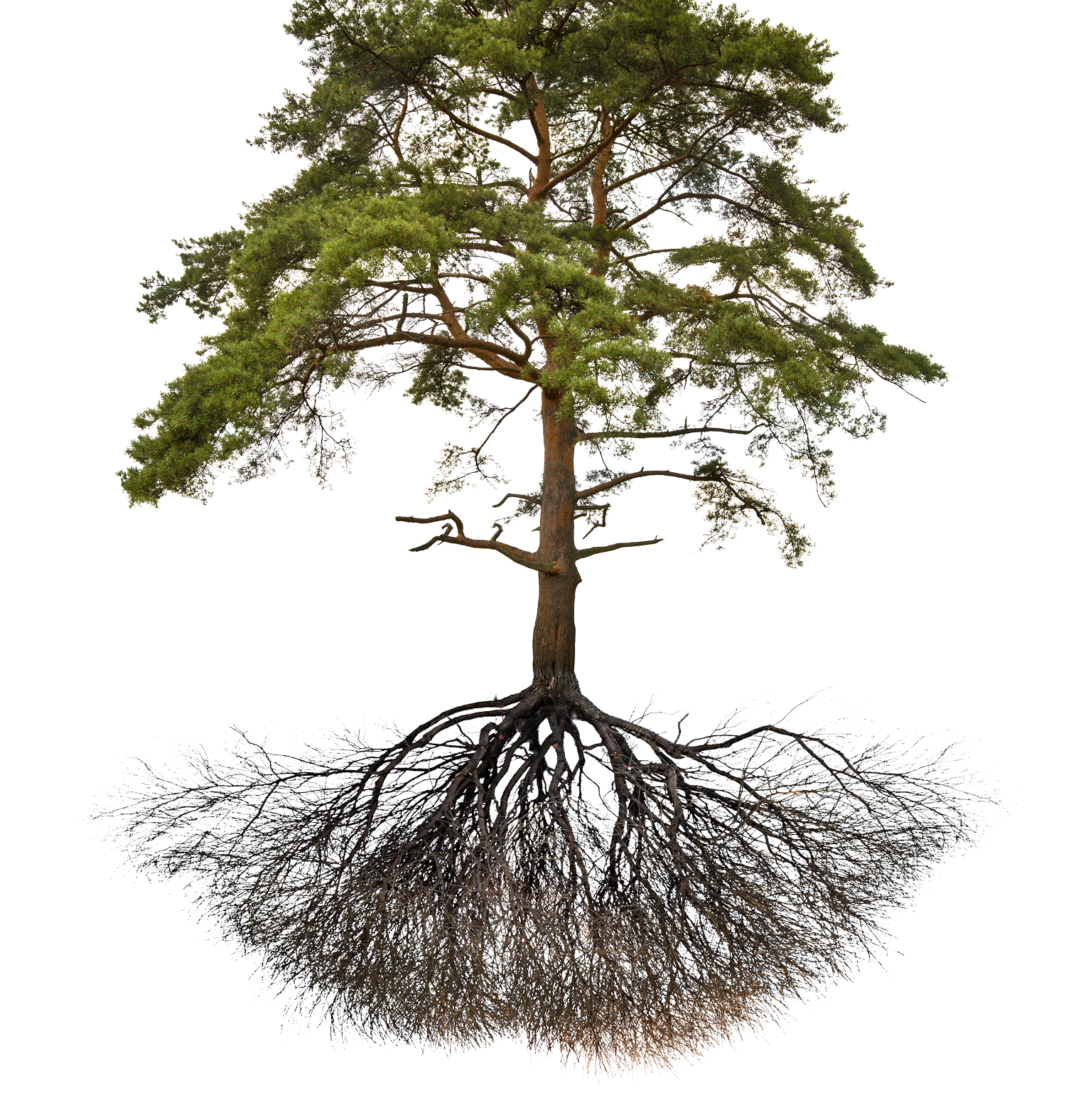 tree-with-roots-big3.png