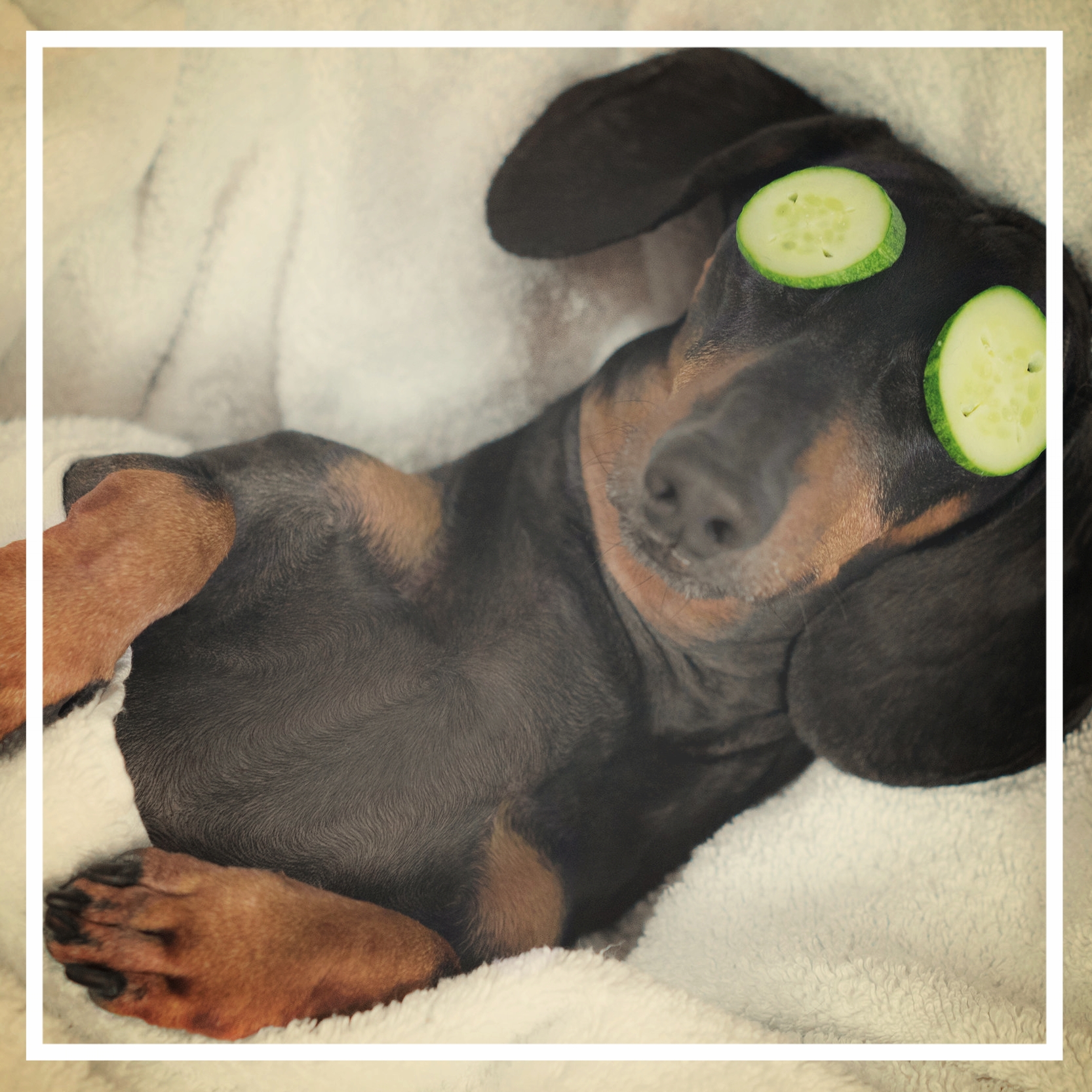 Dog Tired.jpeg