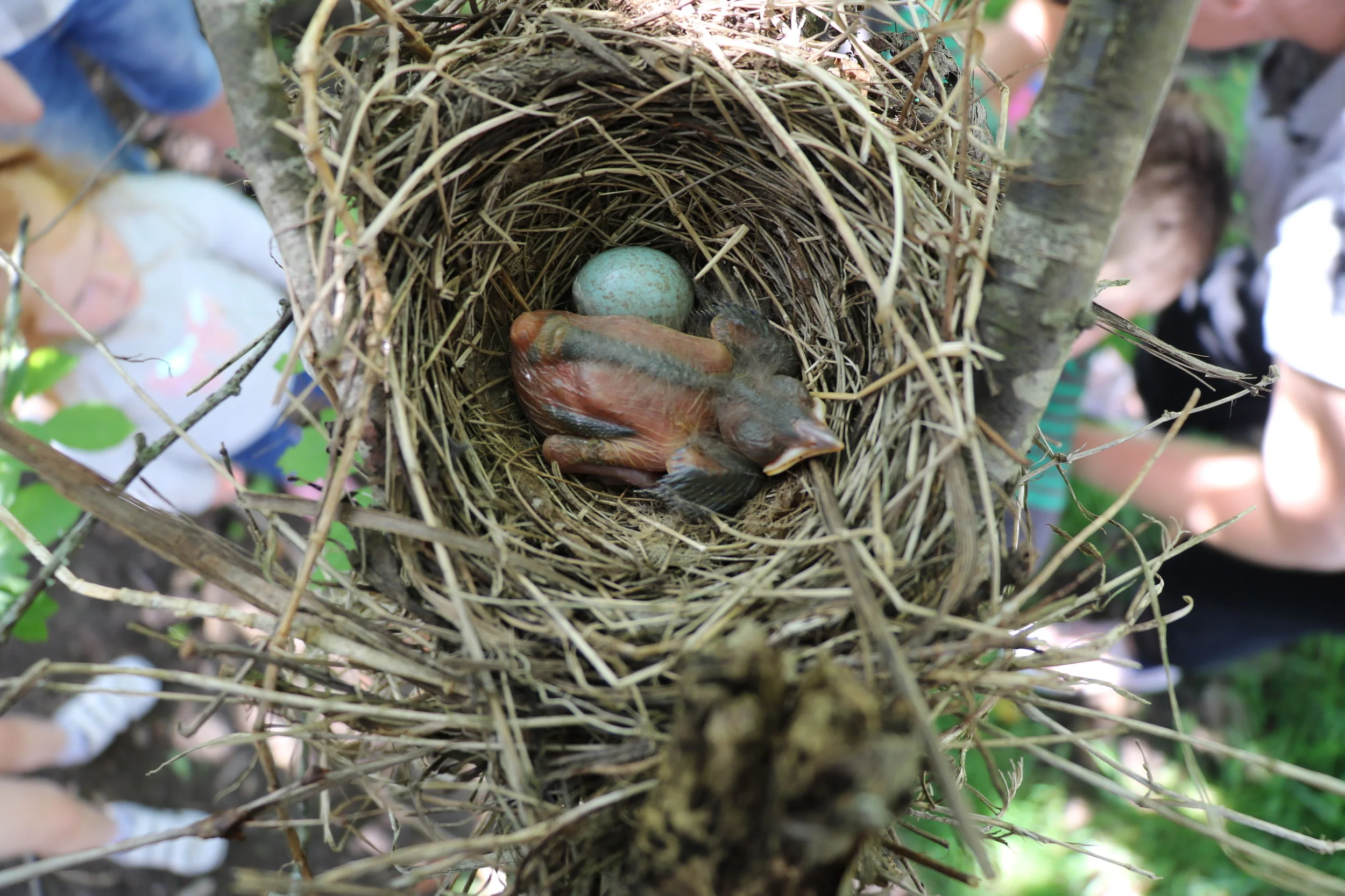 When we first discovered this nest it had an egg in it. Watching this progress has been amazing for our tamariki.