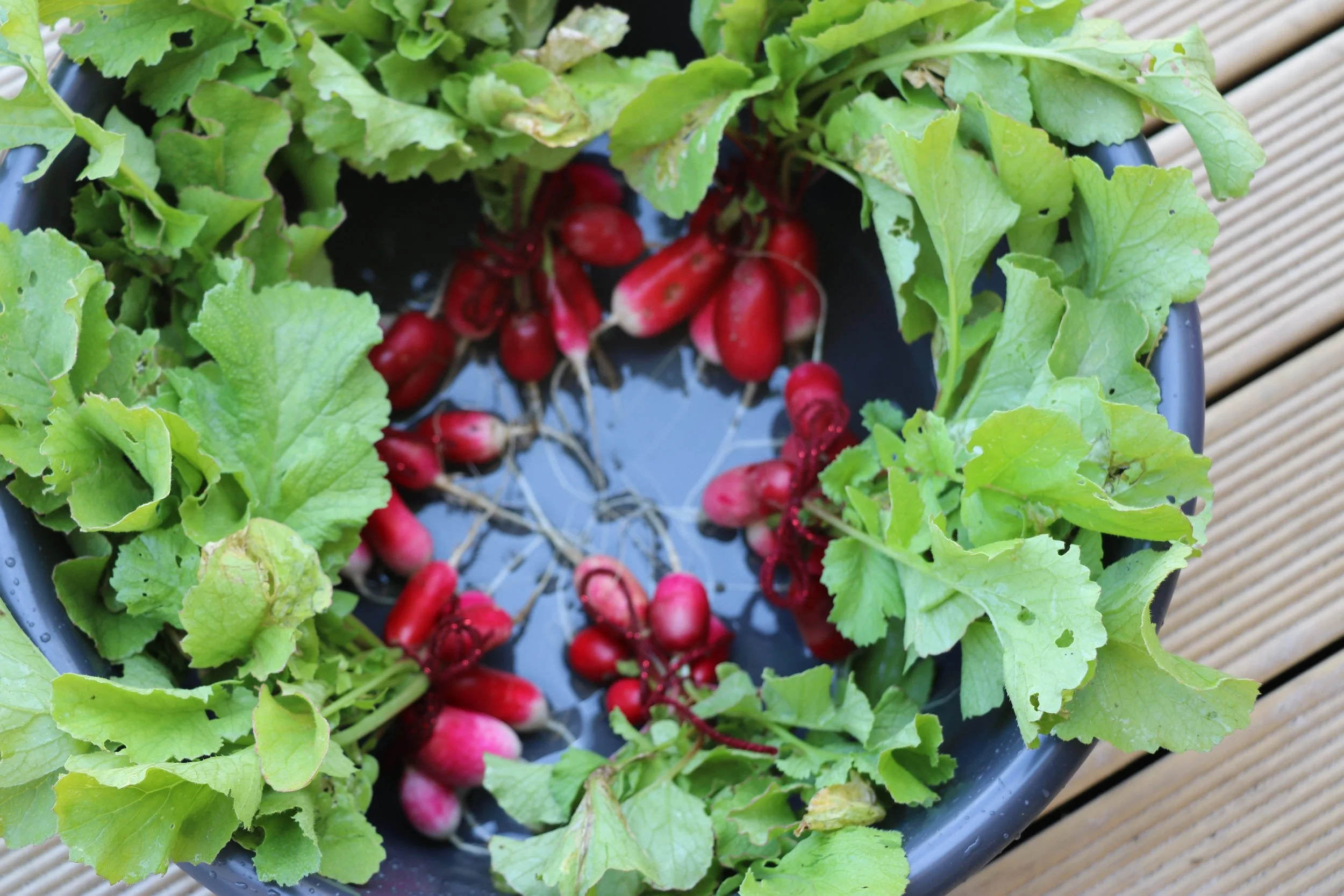 Washed, bundled and ready for our families to take home for dinner.