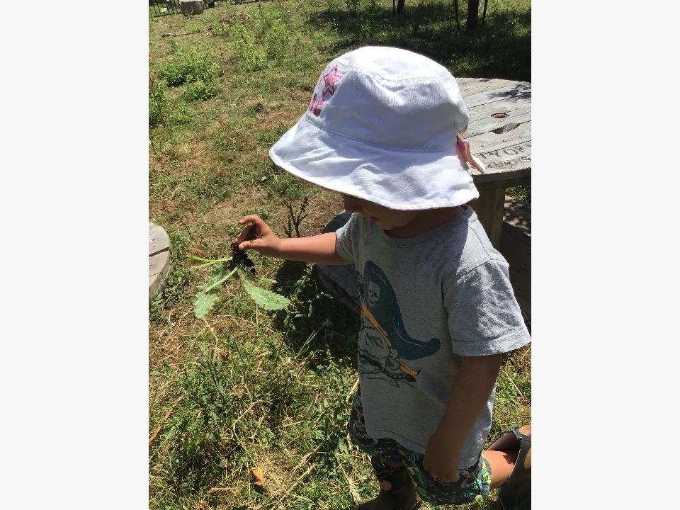 Oscar prickle picking.jpg