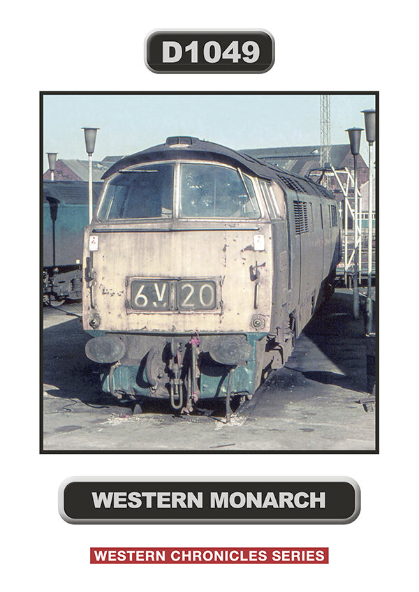 D1049 Western Monarch