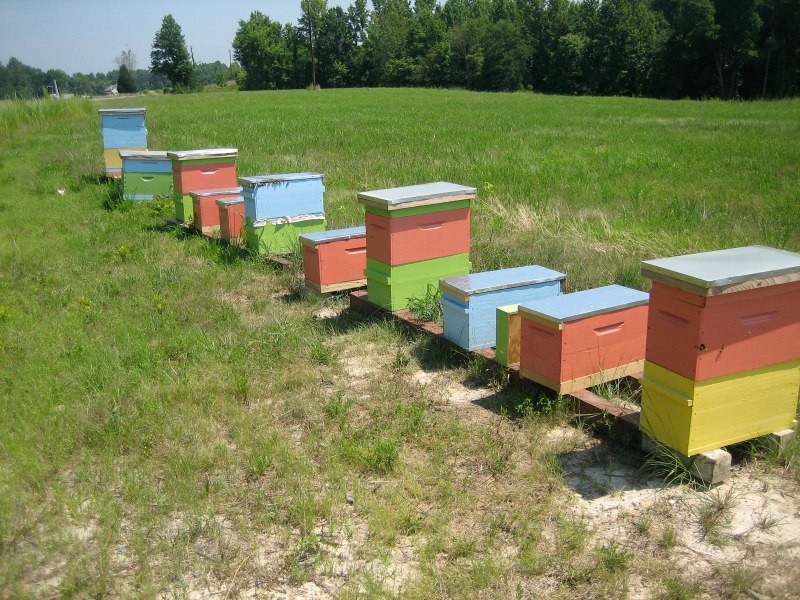 Bees.jpg