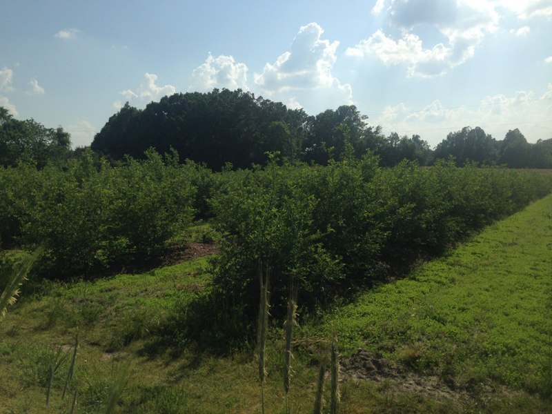 Blueberry Bushes 2014.jpg
