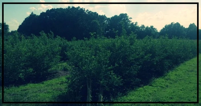Blueberry Bushes 2014.jpg