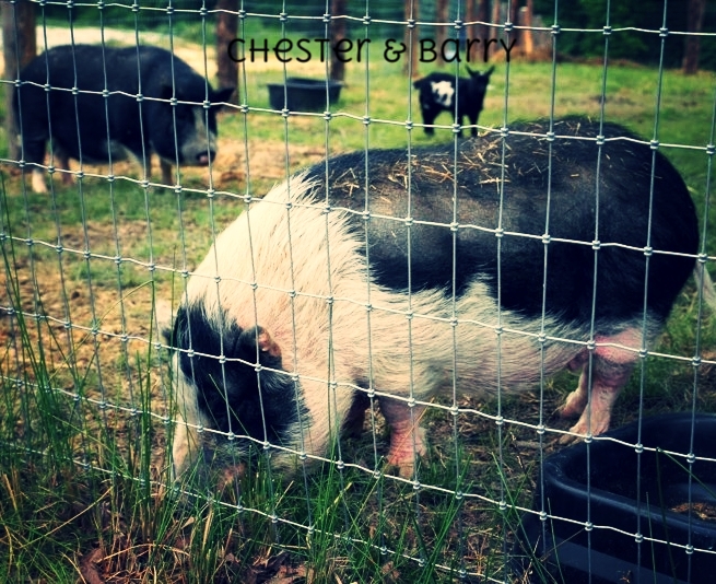Rescue Pigs.jpg