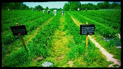 Strawberry Fields 1.jpg