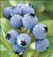 blueberry_alapaha.jpg