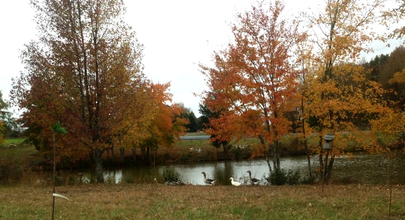 Pond,Geese, and Cherry Tree.jpg