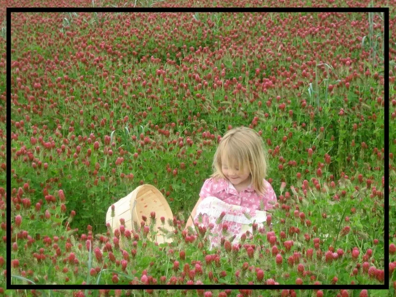Téa crimson clover cover crop.jpg