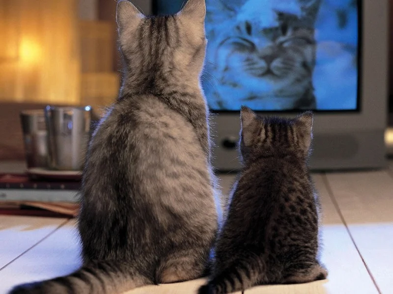 cats_watching_tv-normal.jpg