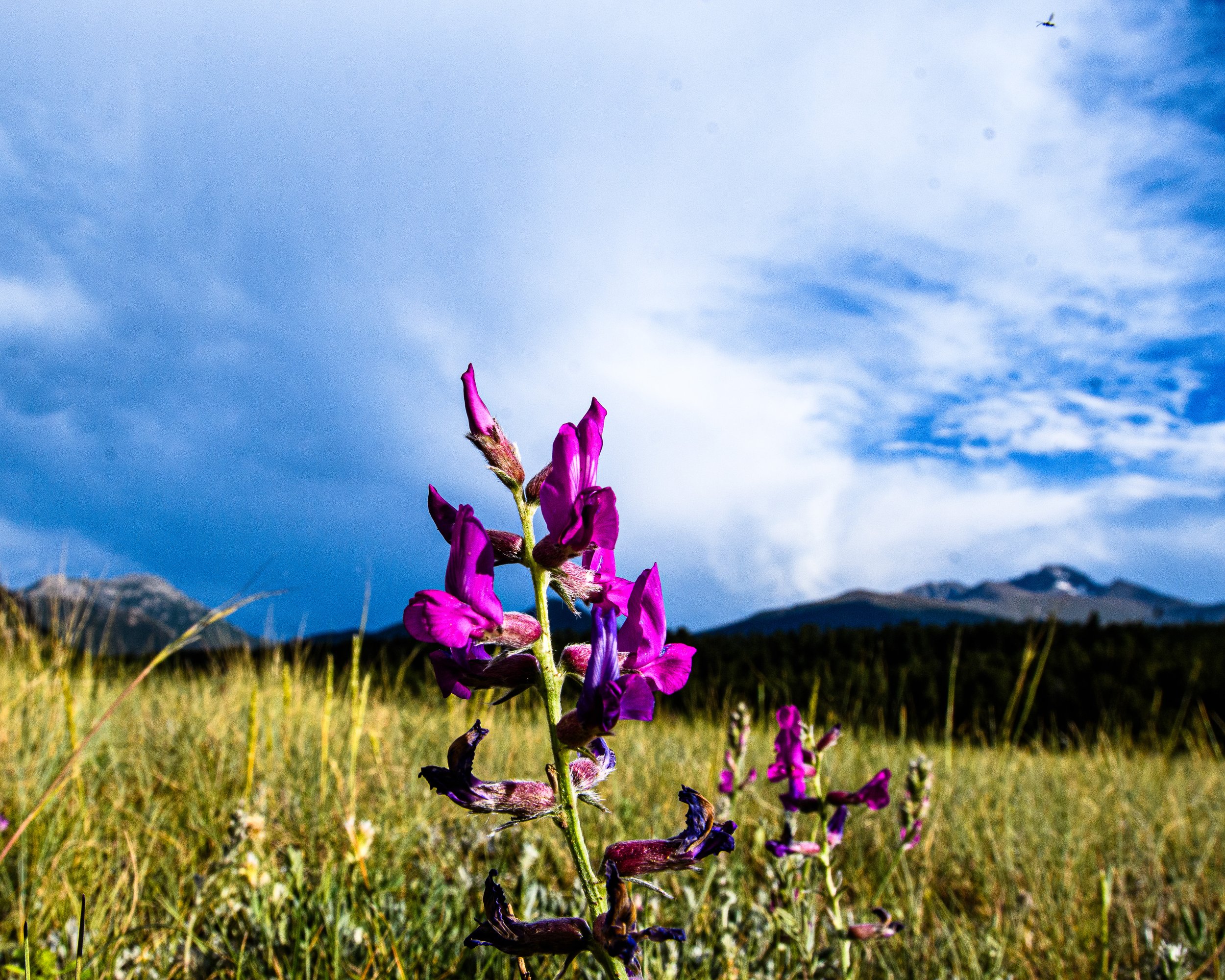 colorado-5959.jpg