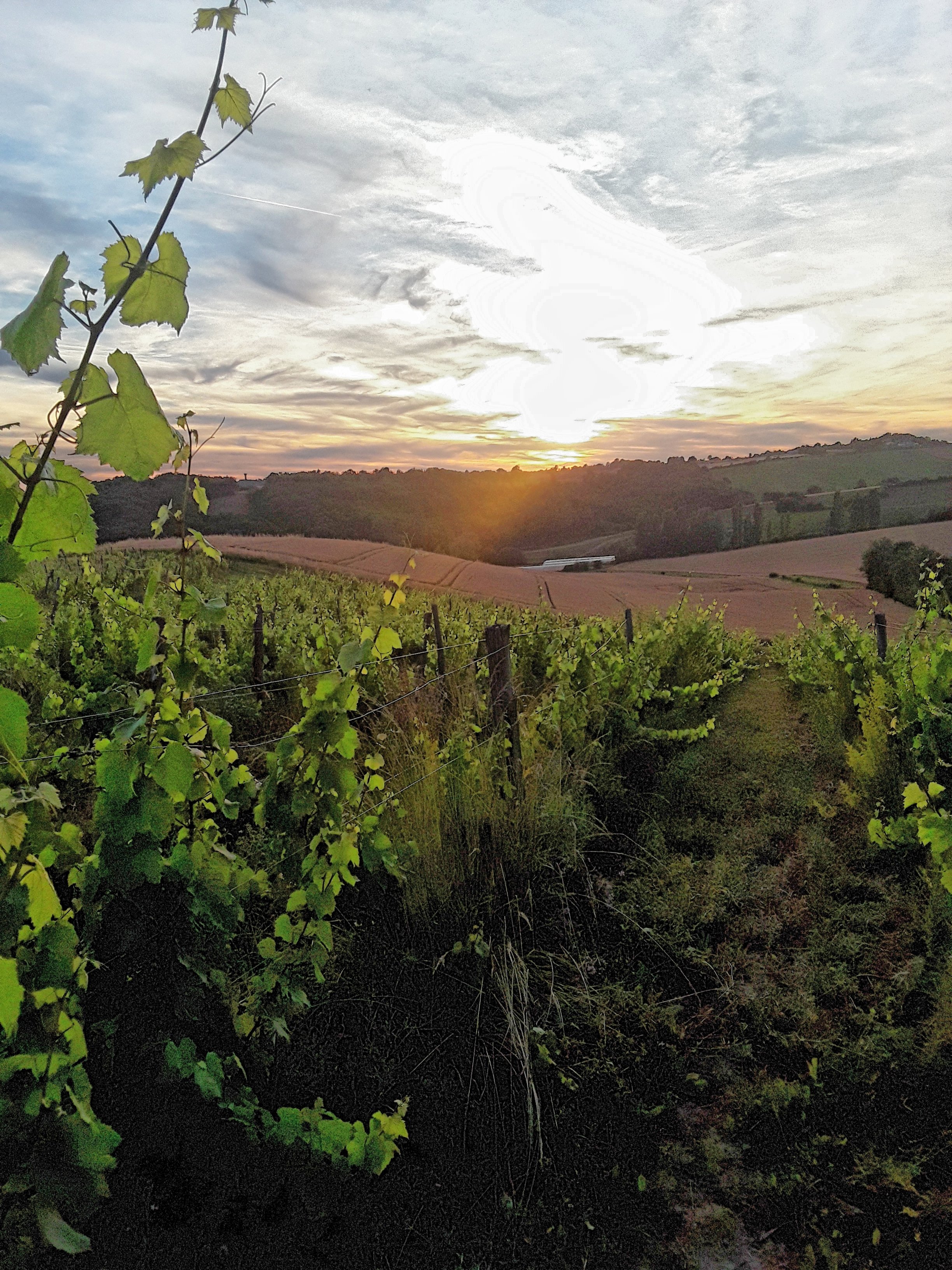 Vignes Coucher soleil.JPG